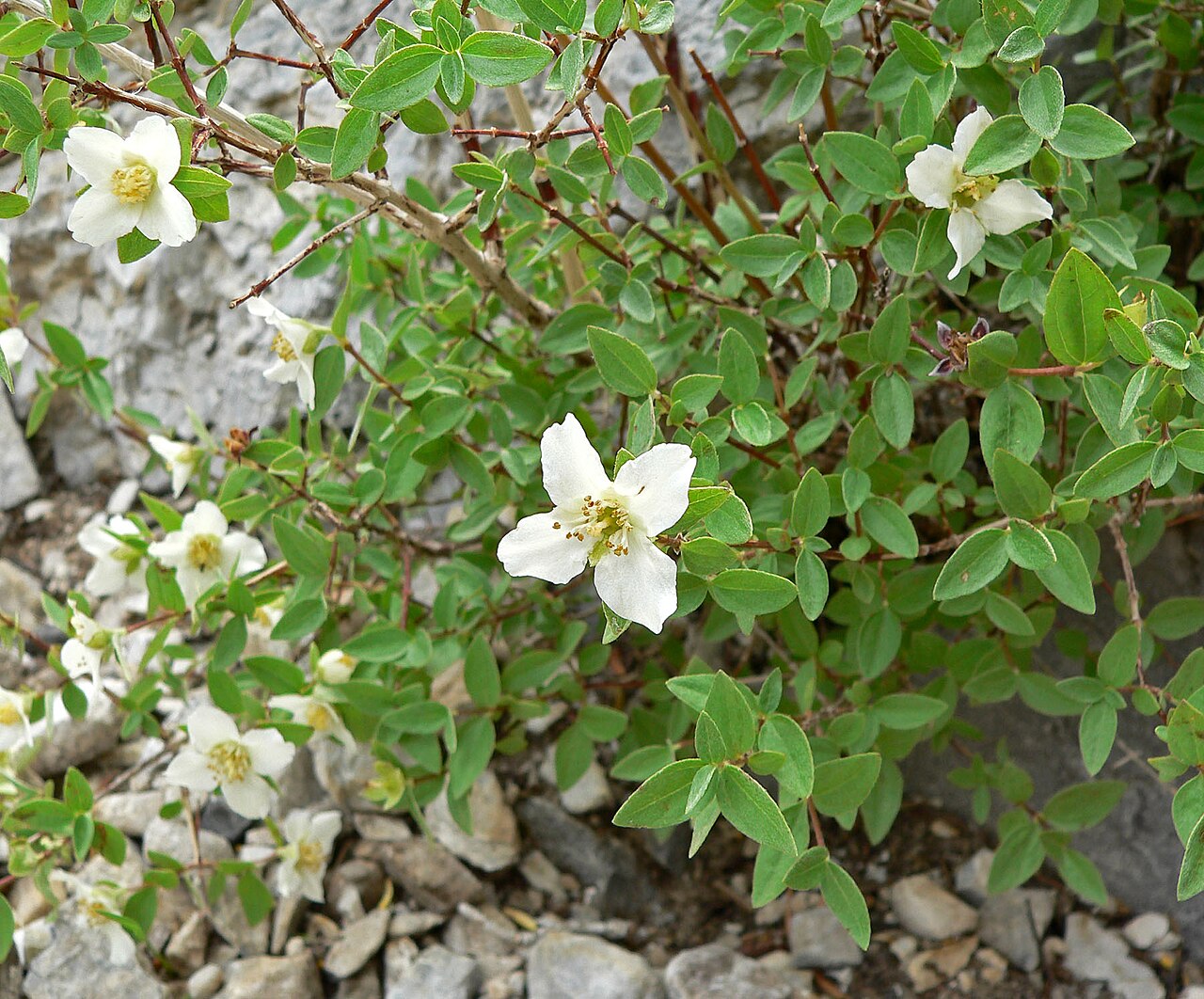 Littleleaf mock orange: Philadelphus microphyllus on the North Loop trail east of Mummy Mountain, Spring Mountains , southern Nevada