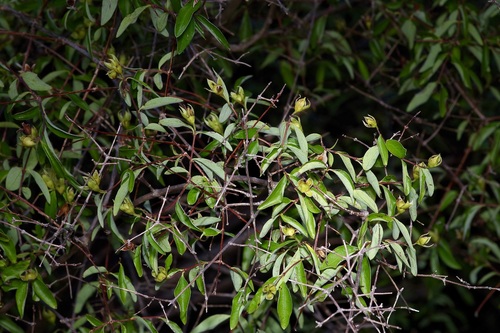 Littleleaf mock orange (Philadelphus microphyllus)