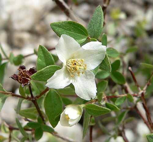 Littleleaf mock orange: Philadelphus microphyllus on the North Loop trail east of Mummy Mountain, Spring Mountains , southern Nevada