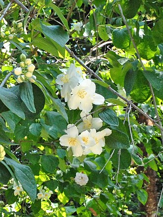 Hoary mock orange: Philadelphus Pubescens Celinda Philadelphacae Le jardin botanique royal est situé au sud du Prado. Commandé par le Roi Bourbon Charles III, il a été ouvert en 1