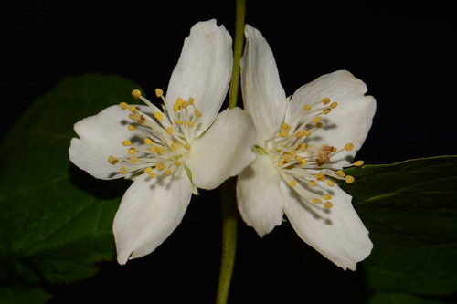 Hoary mock orange (Philadelphus pubescens)