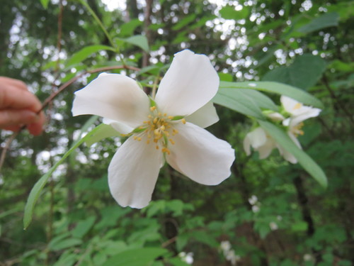Hoary mock orange (Philadelphus pubescens)