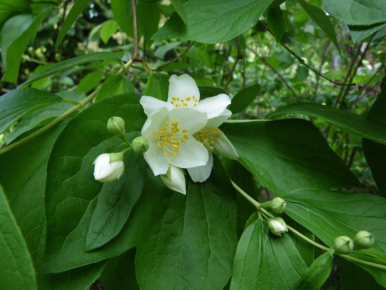 Hoary mock orange: Philadelphus pubescens . Real Jardín Botánico, Madrid, España.