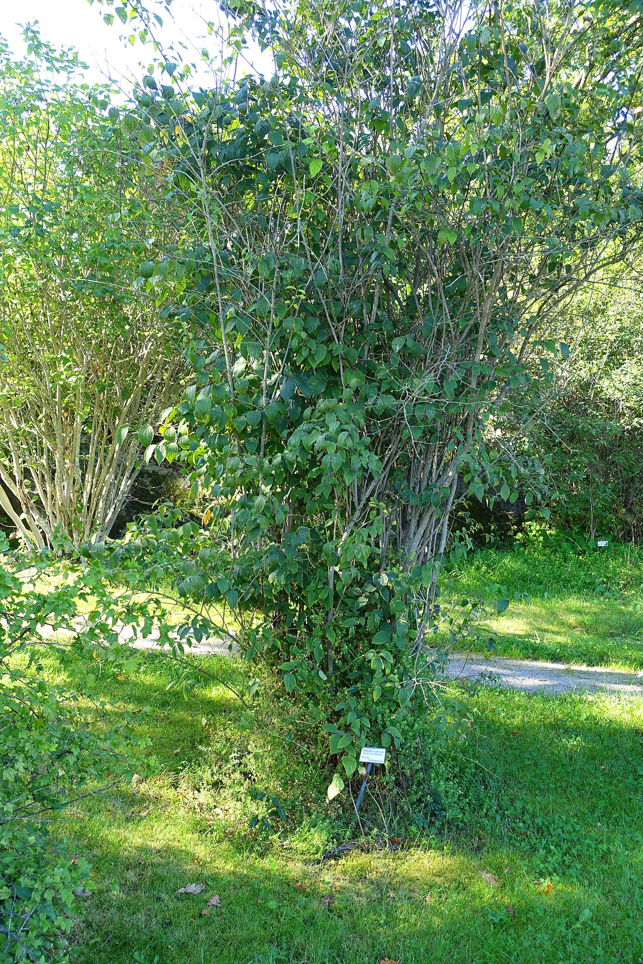 Hoary mock orange: Specimens in Bergianska trädgården - Stockholm, Sweden.