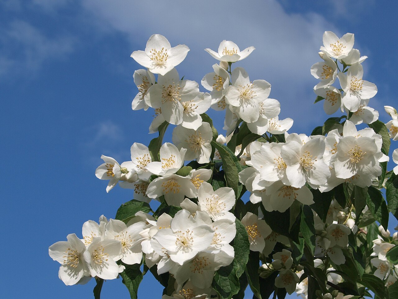 Hoary mock orange: Pfeifenstrauch