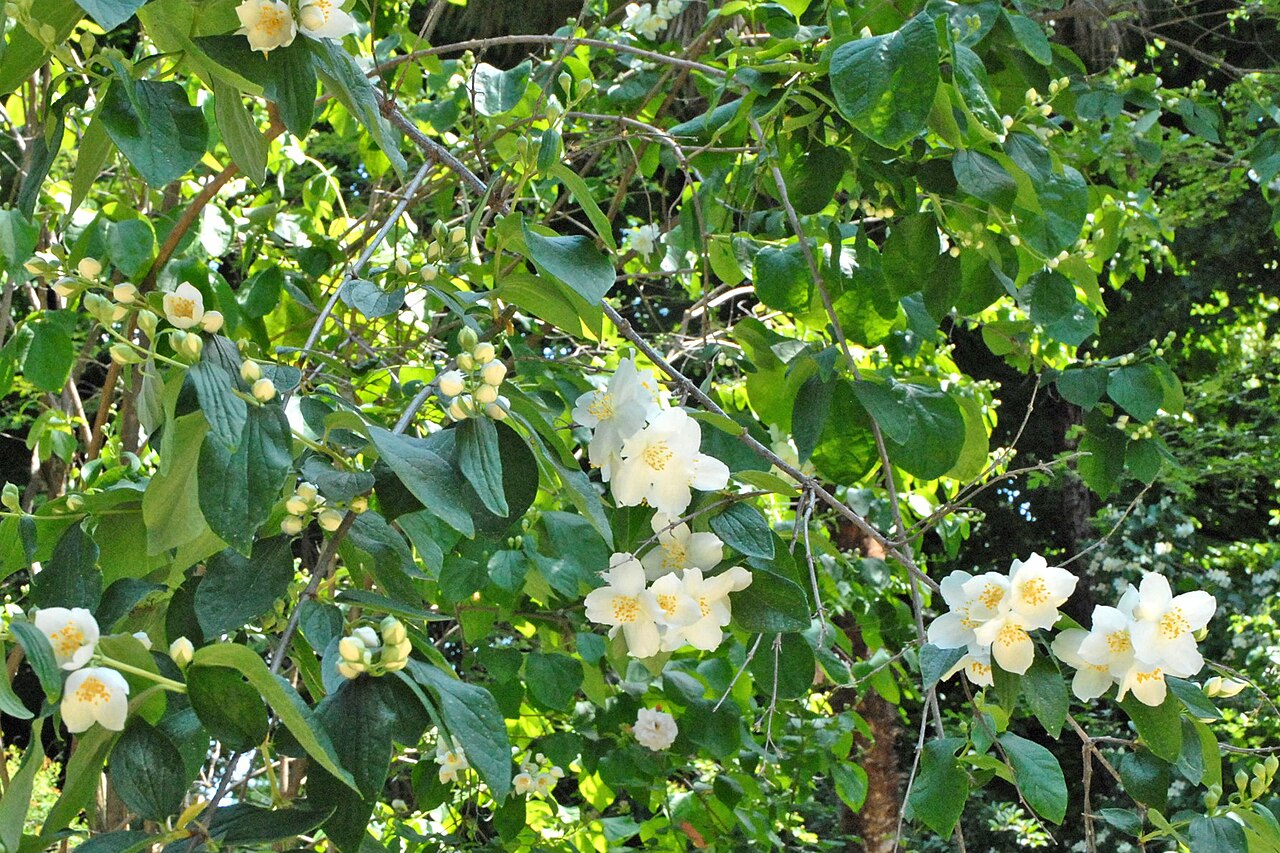 Hoary mock orange: Philadelphus Pubescens Celinda Philadelphacae Le jardin botanique royal est situé au sud du Prado. Commandé par le Roi Bourbon Charles III, il a été ouvert en 1