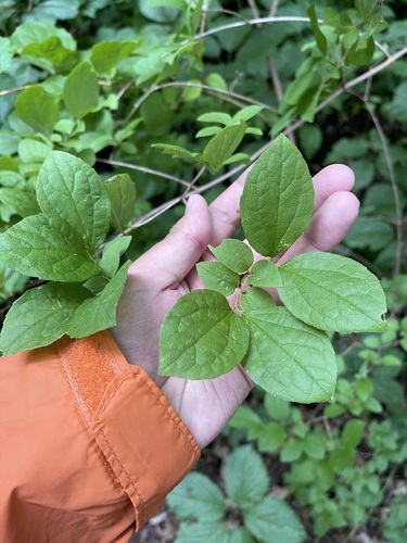 Hoary mock orange (Philadelphus pubescens)