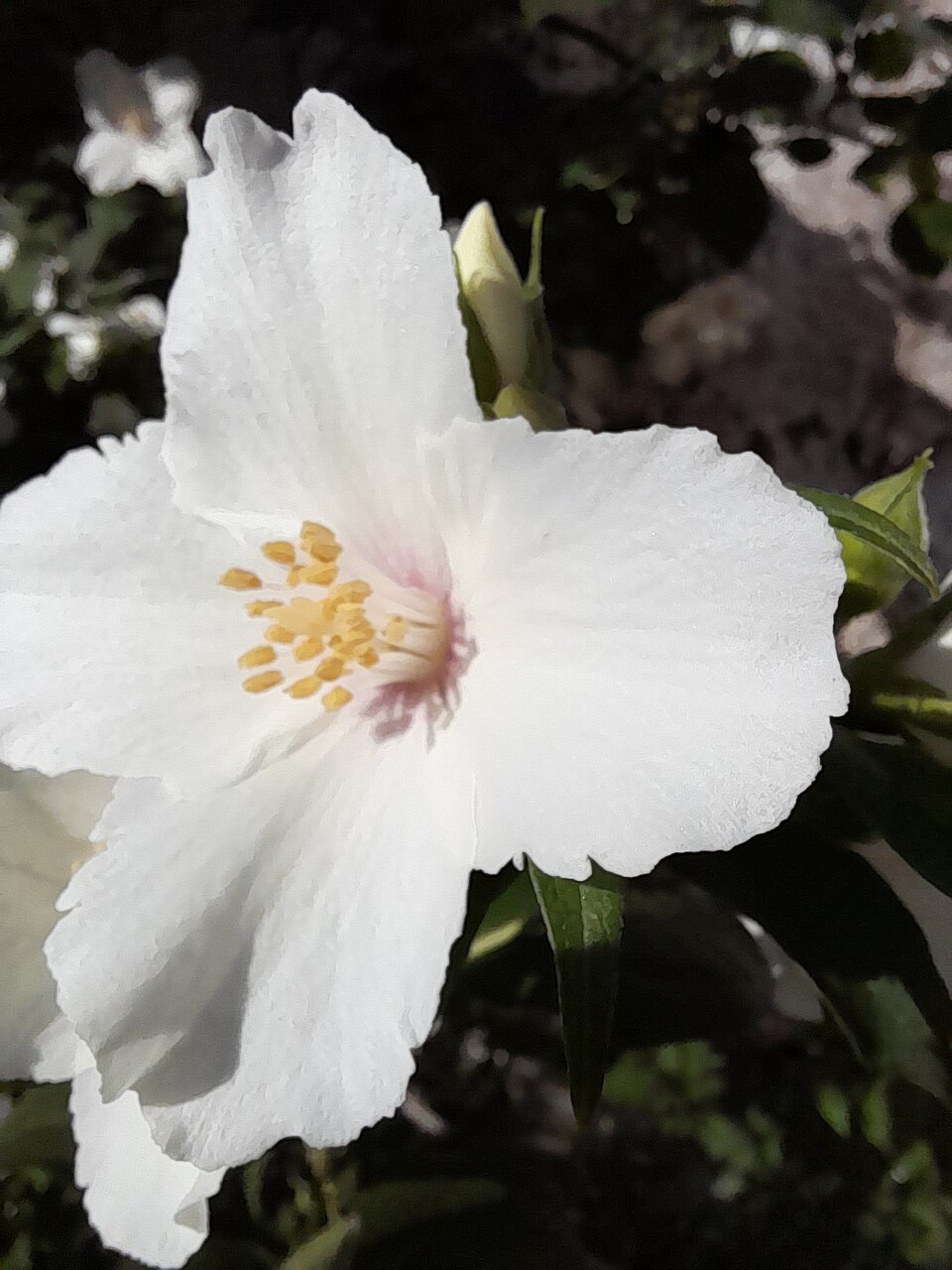 Hoary mock orange: Philadelphus pubescens