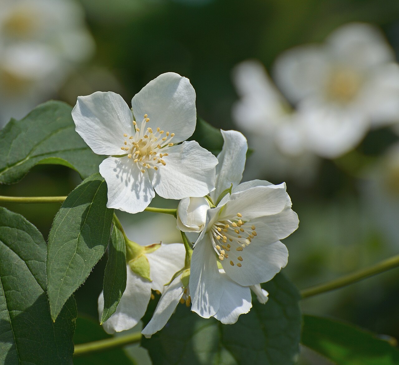 Hoary mock orange: Blooming Philadelphus pubescens Lois.