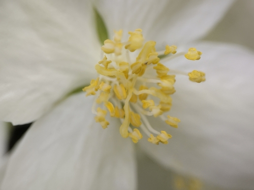 Hoary mock orange (Philadelphus pubescens)