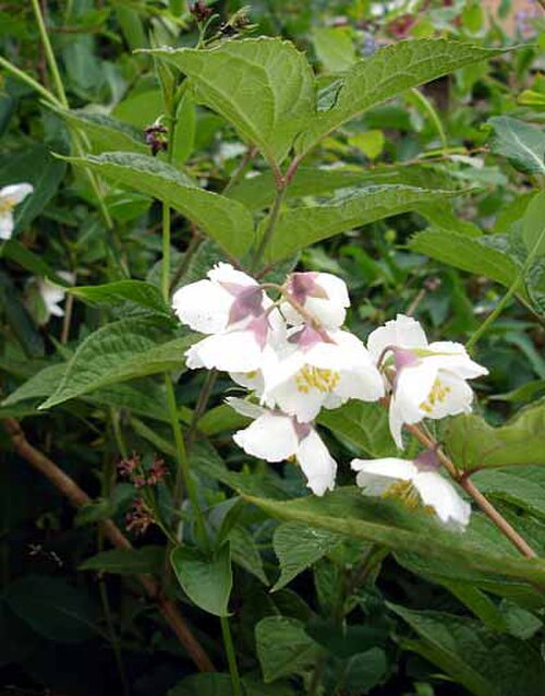 Philadelphus purpurascens: Phildelphus purpurascens