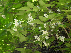 Philadelphus satsumi (Philadelphus satsumi)