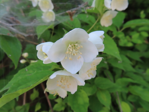 Philadelphus satsumi (Philadelphus satsumi)