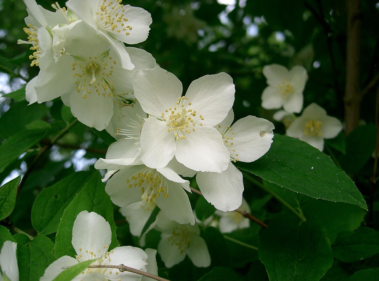 Philadelphus satsumi: バイカウツギ