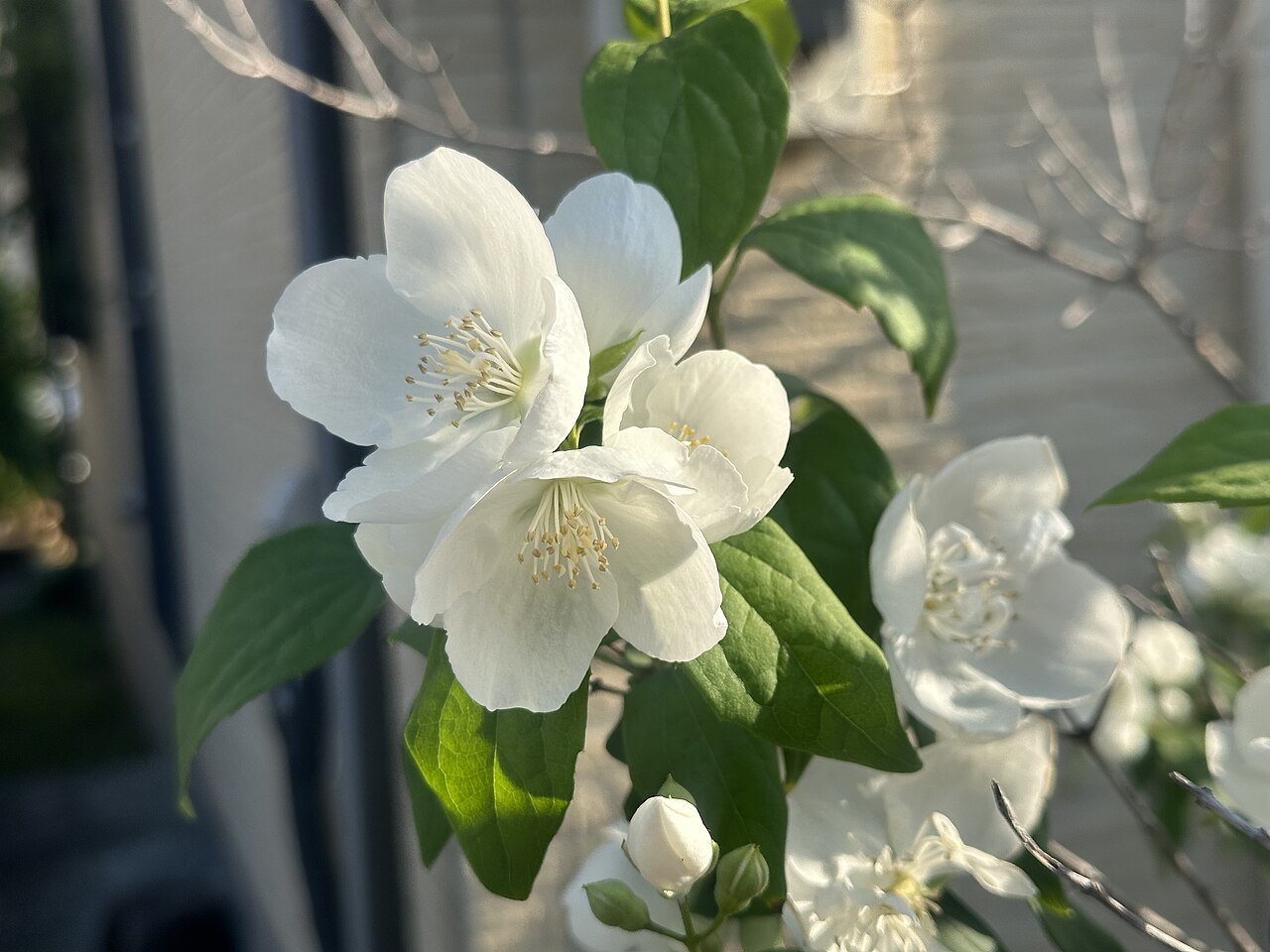 Philadelphus satsumi: Philadelphus satsumi