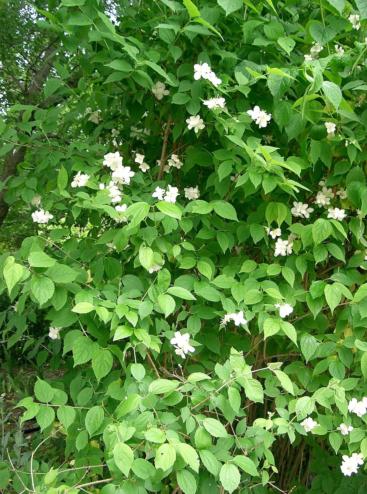 Philadelphus satsumi: バイカウツギ