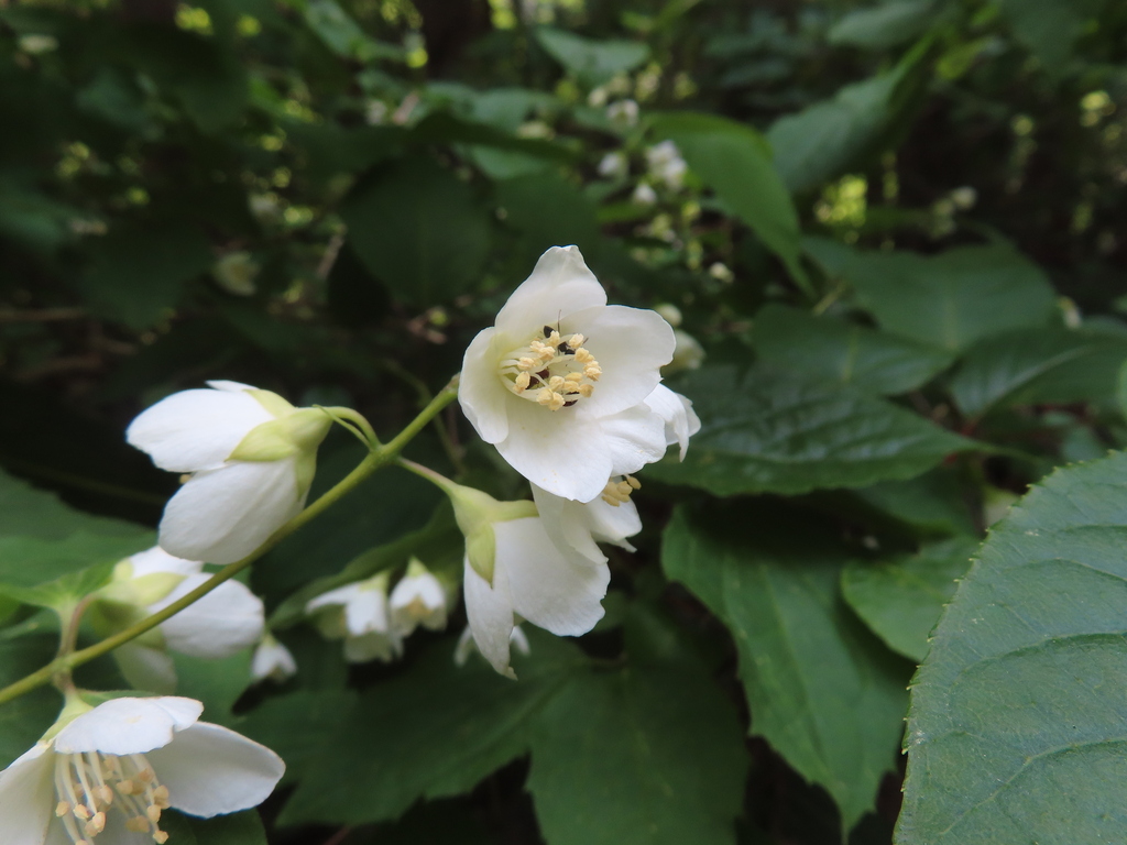 Philadelphus satsumi (Philadelphus satsumi)