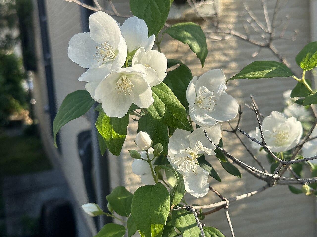Philadelphus satsumi: Philadelphus satsumi