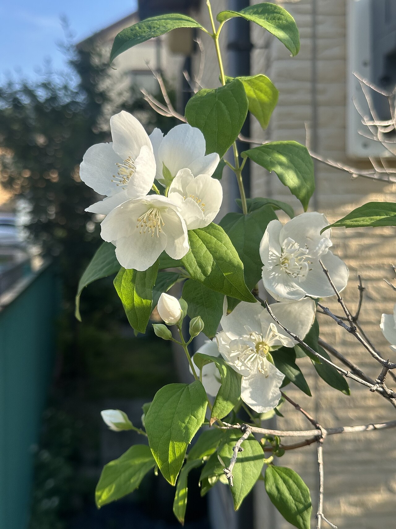 Philadelphus satsumi: Philadelphus satsumi