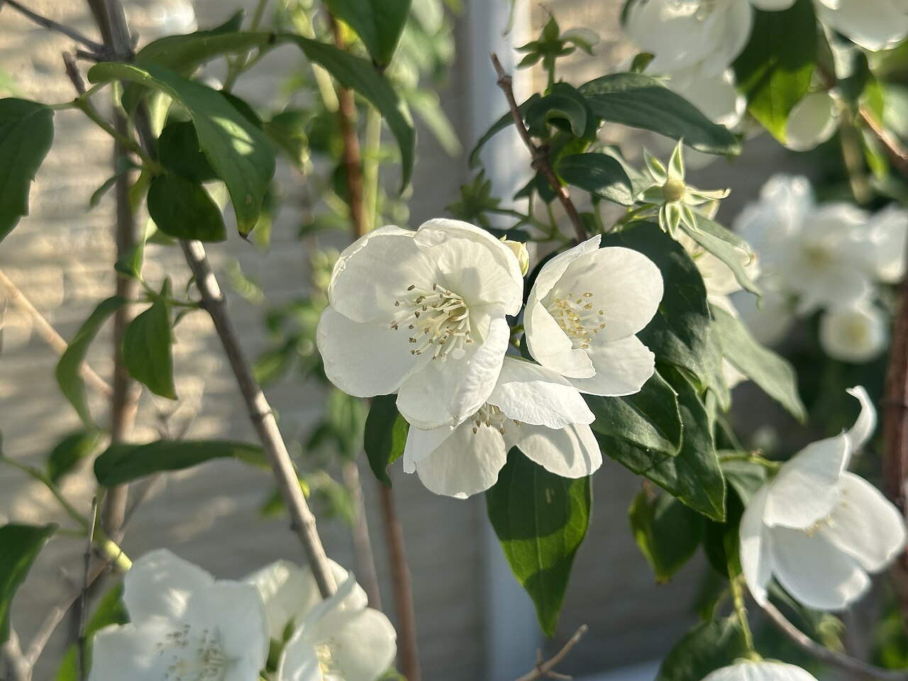 Philadelphus satsumi: Philadelphus satsumi