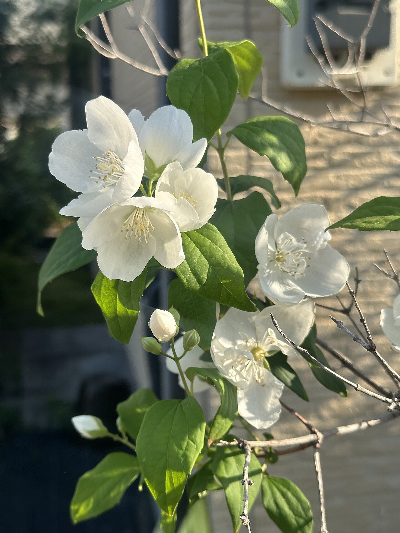 Philadelphus satsumi: Philadelphus satsumi