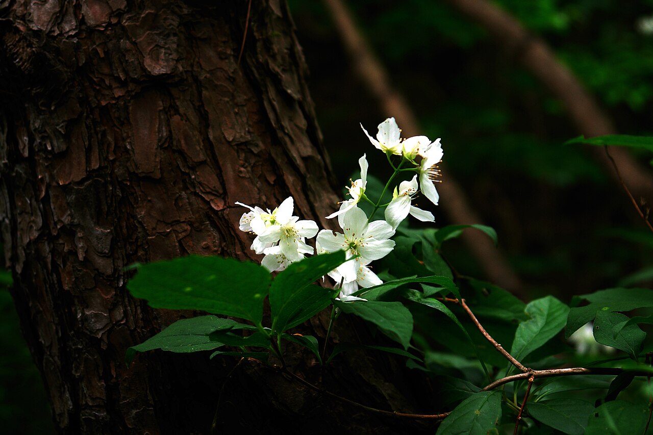 Korean mock orange: Philadelphus schrenkii
