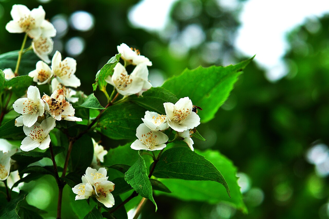 Korean mock orange: Philadelphus schrenkii
