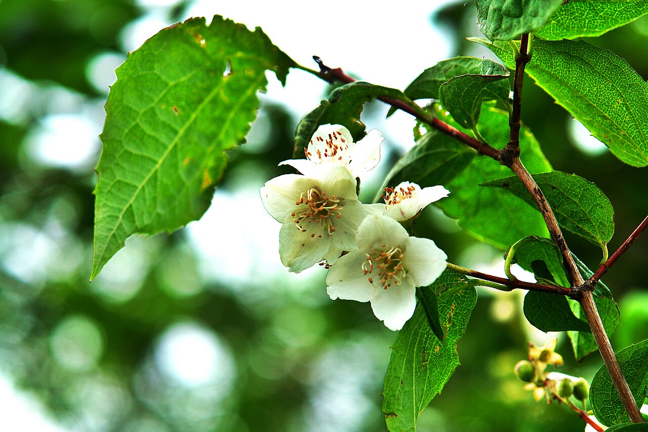 Korean mock orange: Philadelphus schrenkii – Schrenk's Mock-orange