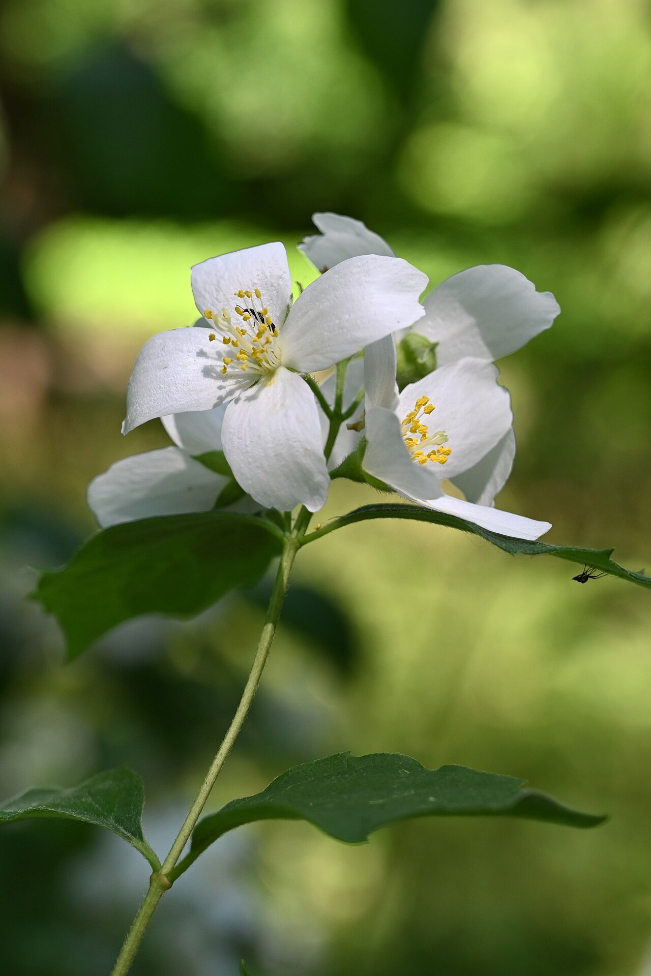 Philadelphus subcanus: Philadelphus subcanus var. magdalenae cultivated in the Wrocław University Botanical Garden, Wrocław, Poland.