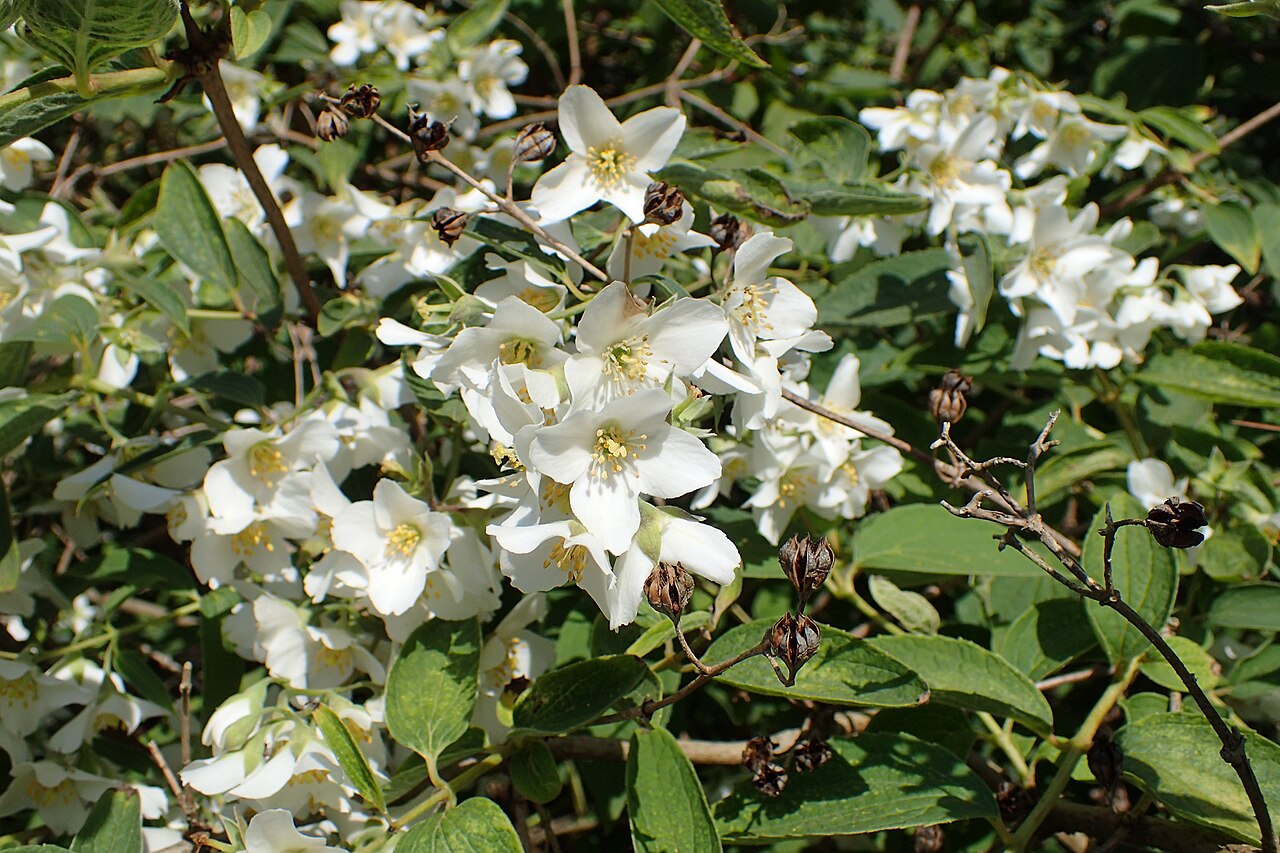 Philadelphus subcanus: Philadelphus subcanus in the Botanischer Garten, Berlin-Dahlem