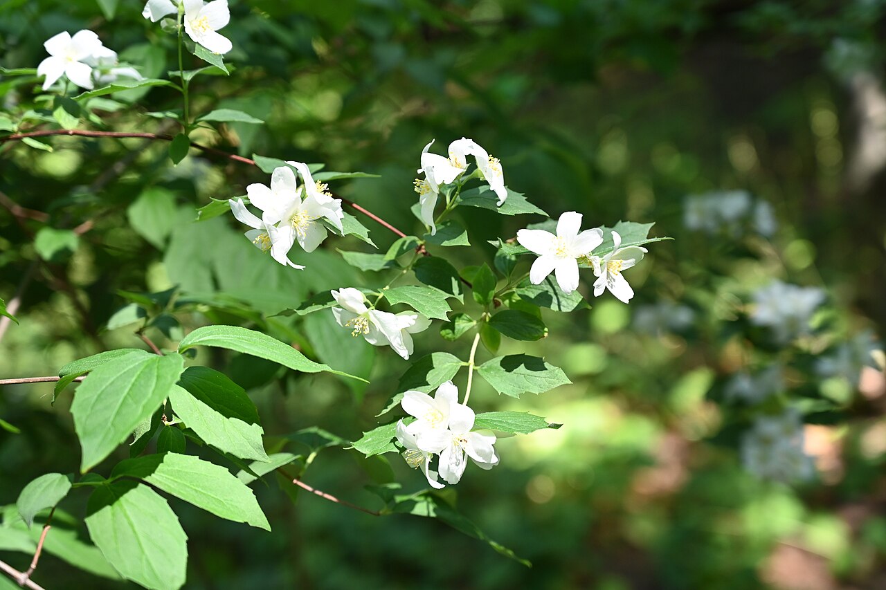 Philadelphus subcanus: Philadelphus subcanus var. magdalenae cultivated in the Wrocław University Botanical Garden, Wrocław, Poland.