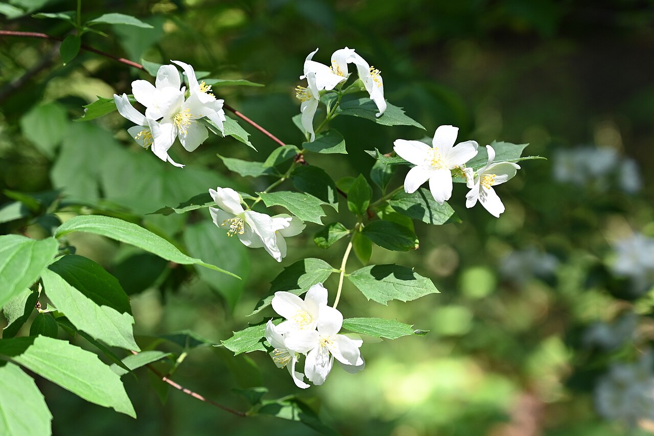 Philadelphus subcanus: Philadelphus subcanus var. magdalenae cultivated in the Wrocław University Botanical Garden, Wrocław, Poland.