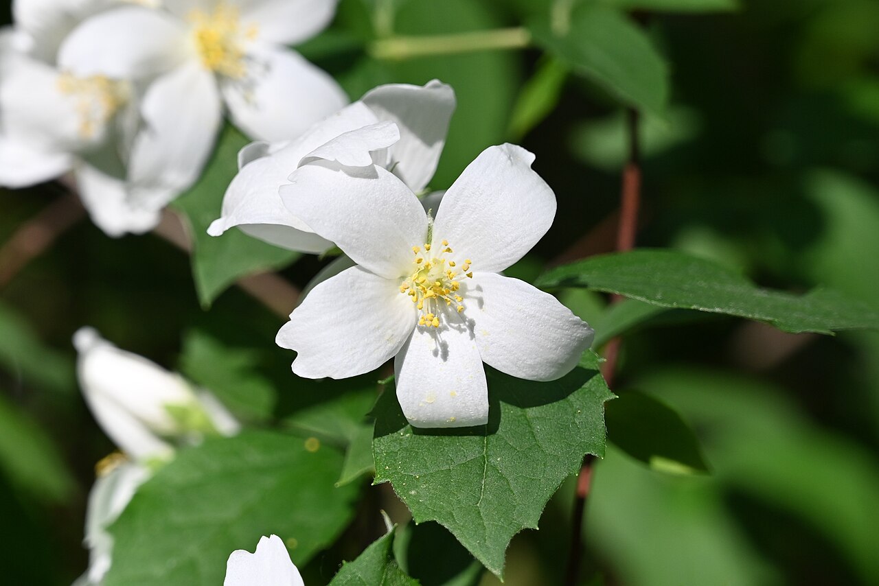 Philadelphus subcanus: Philadelphus subcanus var. magdalenae cultivated in the Wrocław University Botanical Garden, Wrocław, Poland.