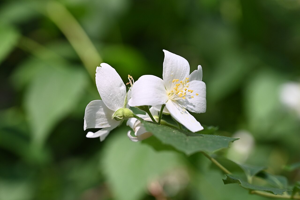 Philadelphus subcanus: Philadelphus subcanus var. magdalenae cultivated in the Wrocław University Botanical Garden, Wrocław, Poland.