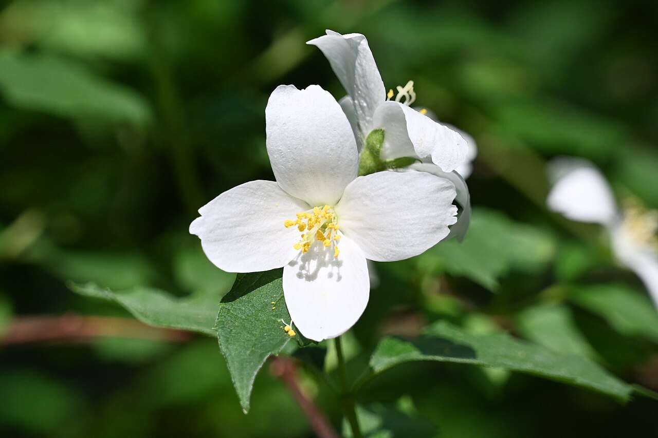 Philadelphus subcanus: Philadelphus subcanus var. magdalenae cultivated in the Wrocław University Botanical Garden, Wrocław, Poland.
