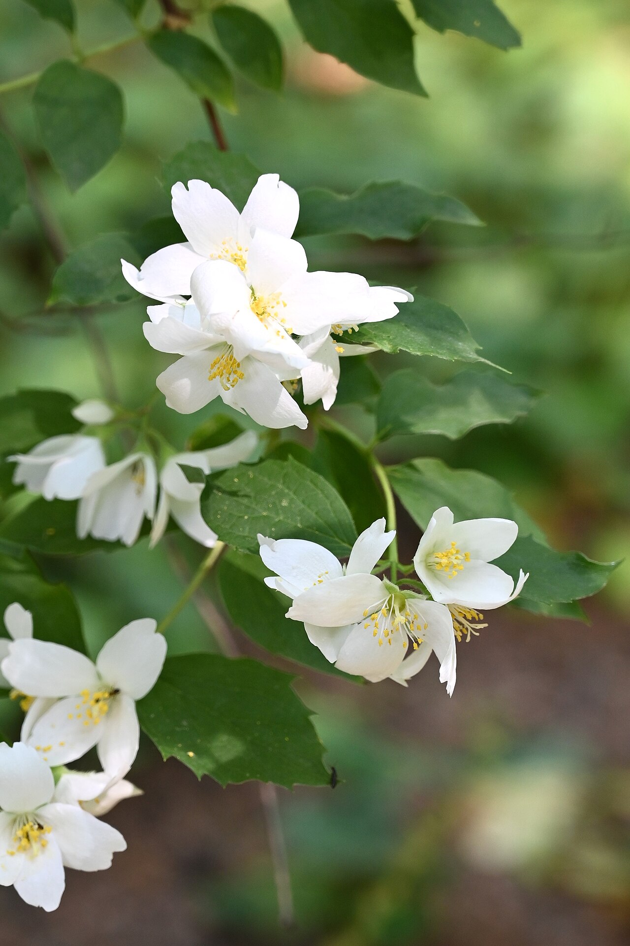 Philadelphus subcanus: Philadelphus subcanus var. magdalenae cultivated in the Wrocław University Botanical Garden, Wrocław, Poland.