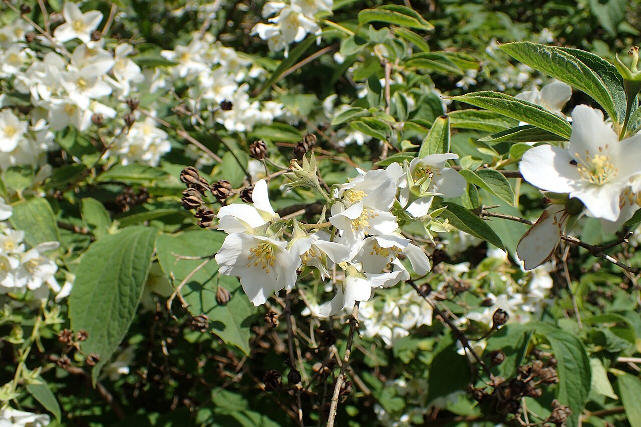 Philadelphus subcanus: Philadelphus subcanus in the Botanischer Garten, Berlin-Dahlem