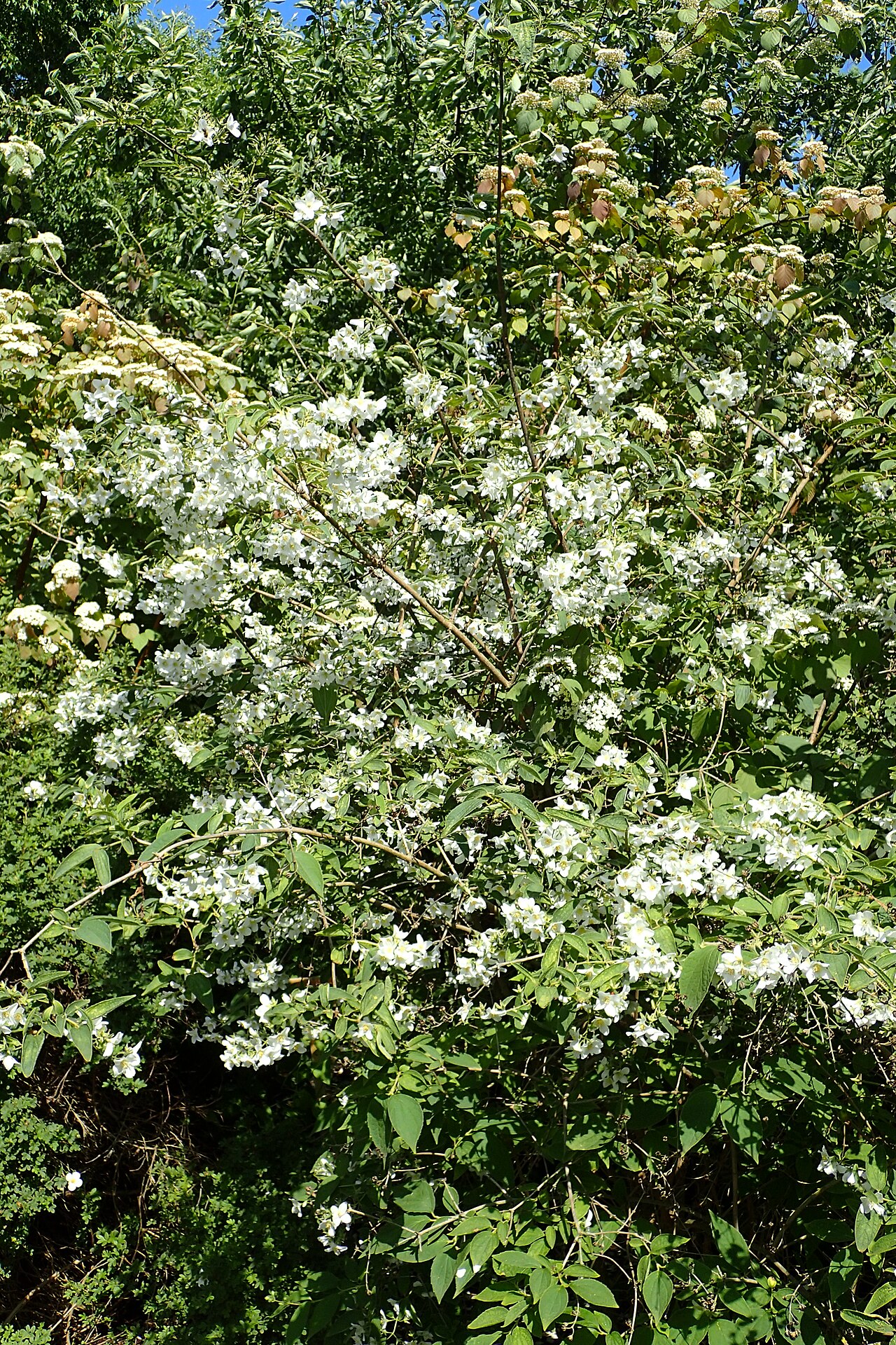 Philadelphus subcanus: Philadelphus subcanus in the Botanischer Garten, Berlin-Dahlem