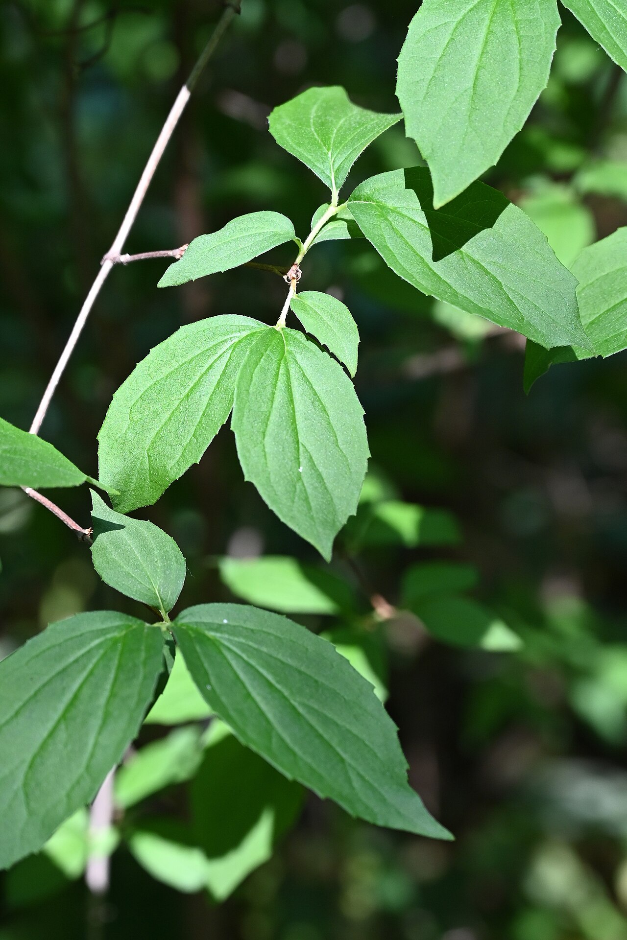 Philadelphus subcanus: Philadelphus subcanus var. magdalenae cultivated in the Wrocław University Botanical Garden, Wrocław, Poland.