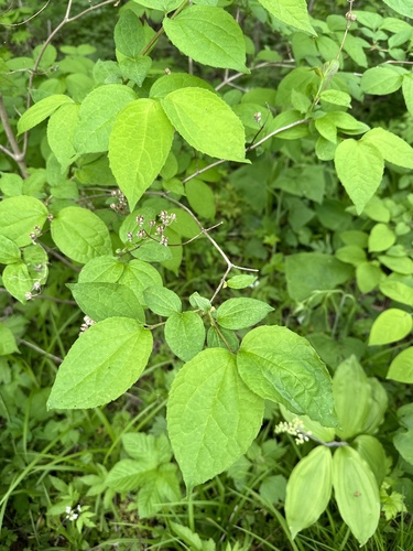 Slender-leaf mock orange (Philadelphus tenuifolius)