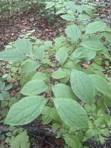 Slender-leaf mock orange (Philadelphus tenuifolius)