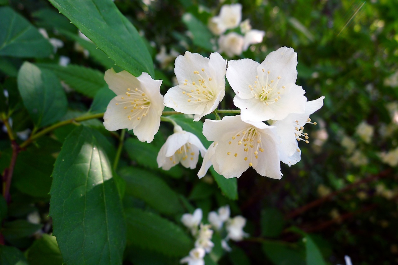 Slender-leaf mock orange: Philadelphus tenuifolius. Khabarovsk city forests