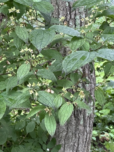 Slender-leaf mock orange (Philadelphus tenuifolius)
