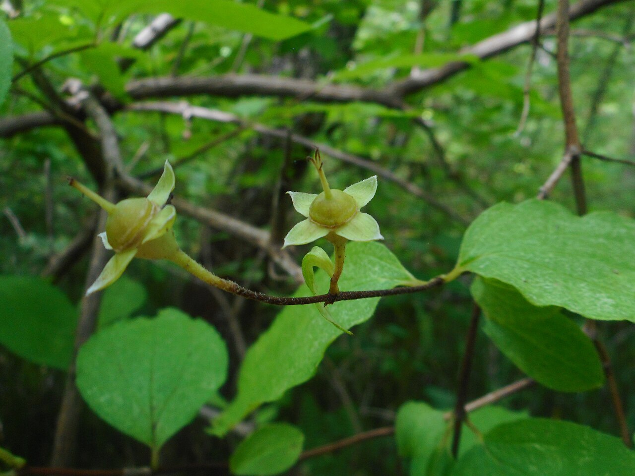 Slender-leaf mock orange: Philadelphus tenuifolius