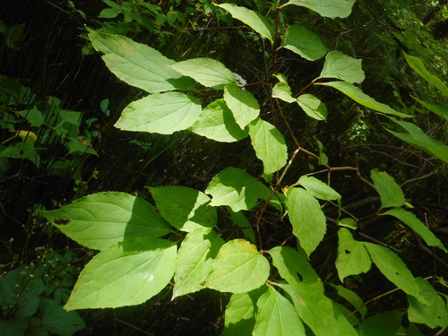 Slender-leaf mock orange (Philadelphus tenuifolius)