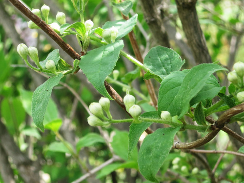 Slender-leaf mock orange (Philadelphus tenuifolius)