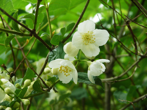 Slender-leaf mock orange (Philadelphus tenuifolius)
