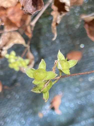 Slender-leaf mock orange (Philadelphus tenuifolius)