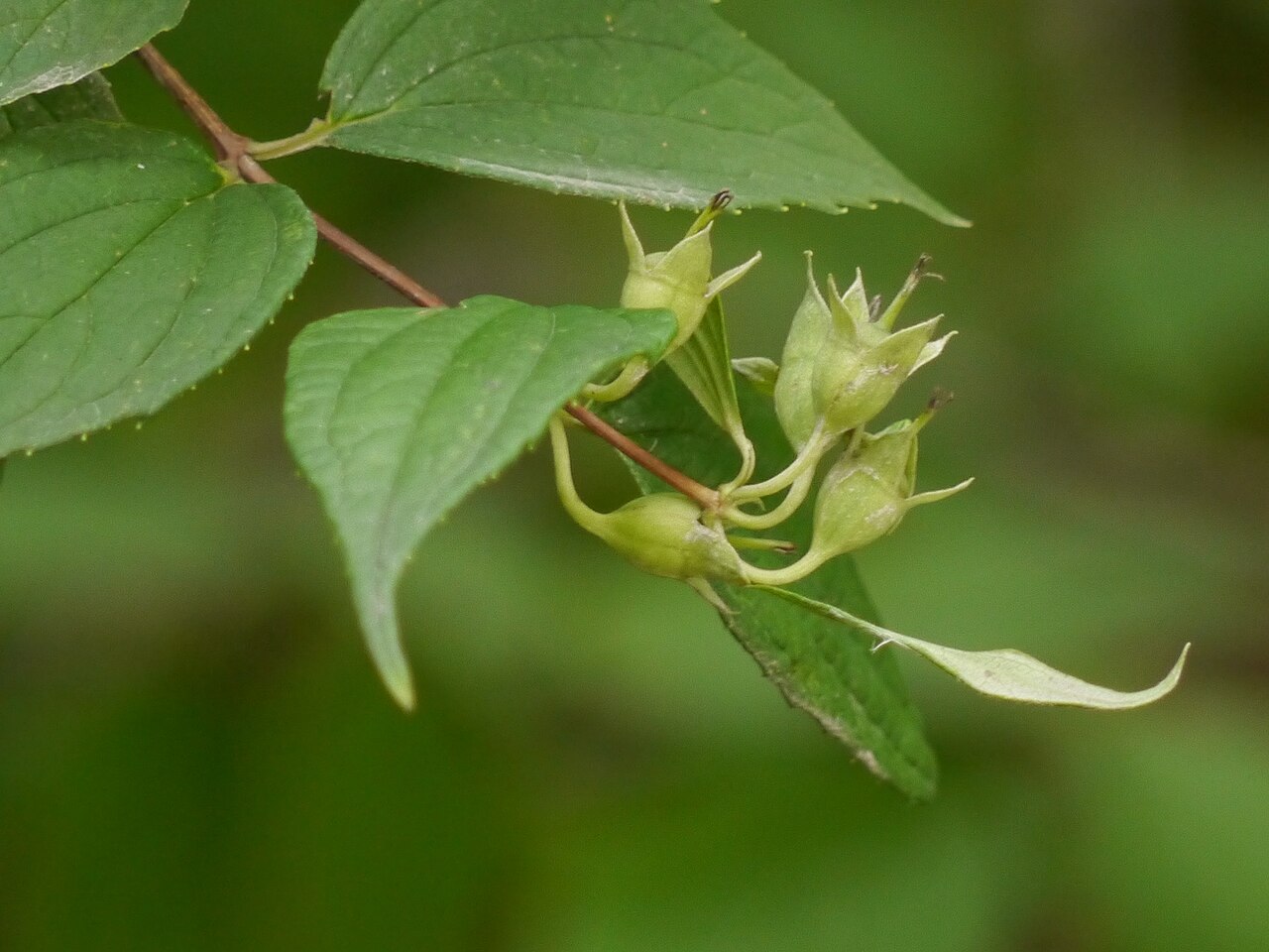 Fuzzy mock orange: Philadelphus tomentosus