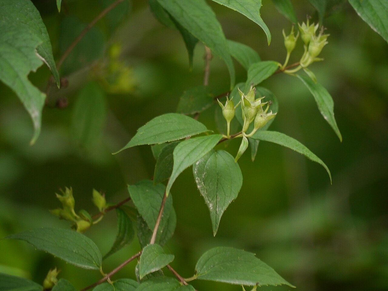 Fuzzy mock orange: Philadelphus tomentosus